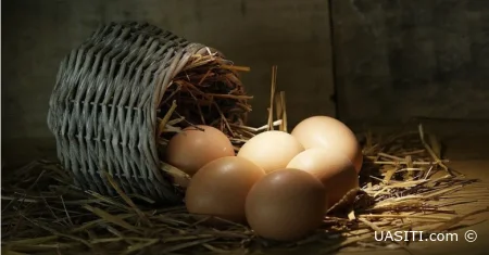 Подорожчання пояснюють зростанням вартості кормів для птиці та сезонними коливаннями пропозиції.